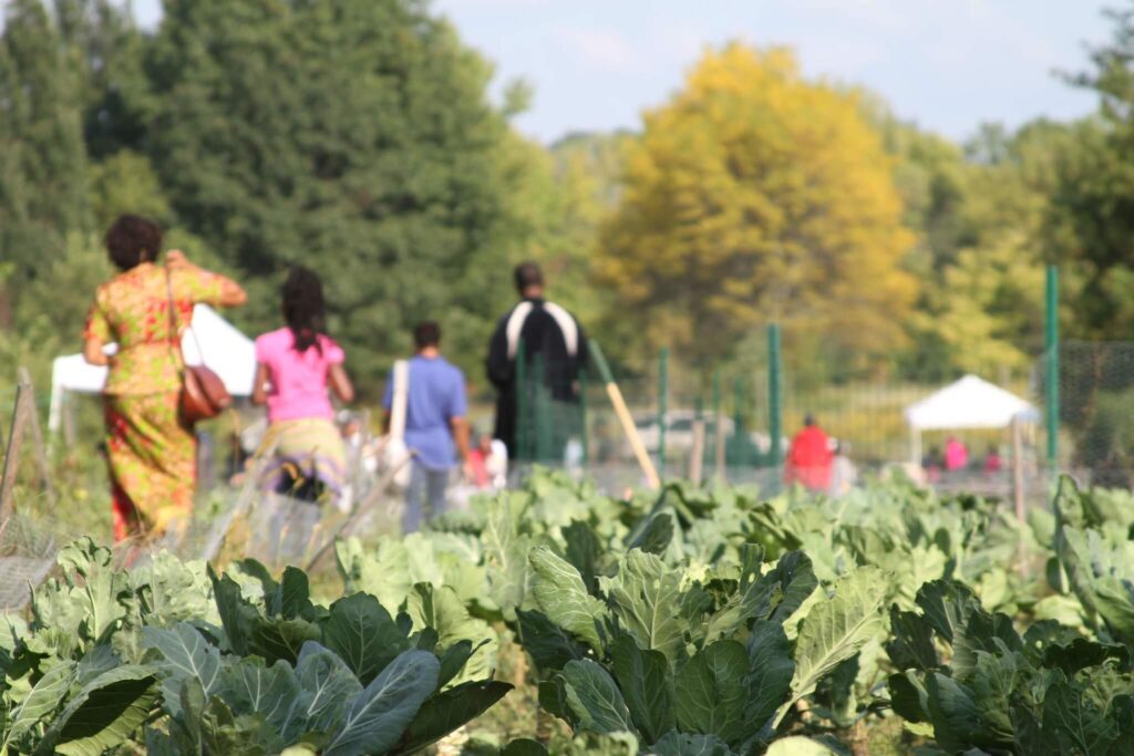Urban Farming in Detriot